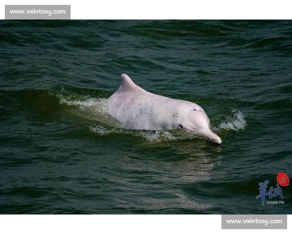 海焰之灵亮相!白海豚跃浪燃动湾区全运激情 海焰之灵亮相!白海豚跃浪燃动湾区全运激情